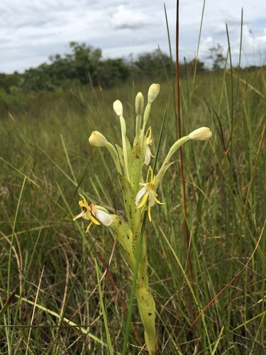 Habenaria macroplectron