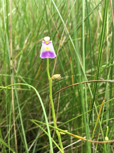 Lead Bladderwort