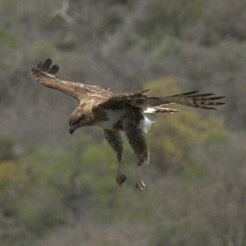 Madagascar Buzzard