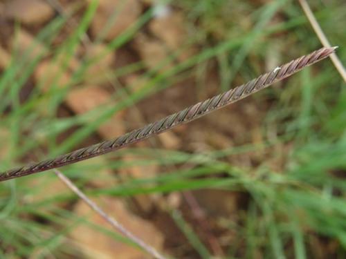 Microchloa caffra · iNaturalist