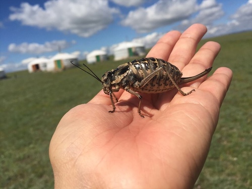 Deracantha onos
