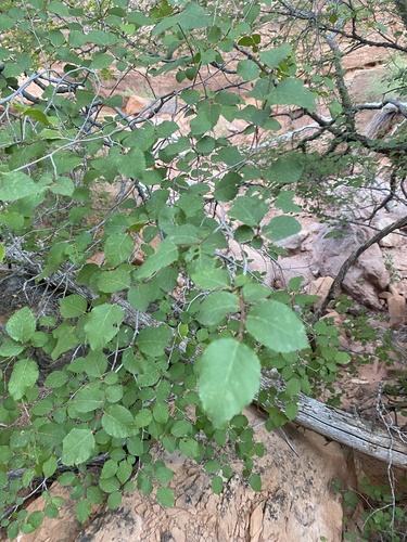 Knowlton's hophornbeam