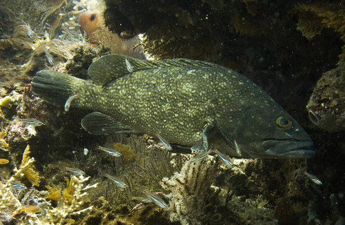 Whitespotted Grouper