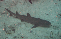 Whitetip reef shark