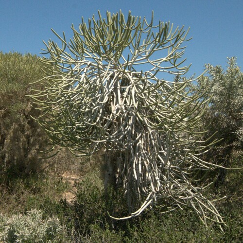 Euphorbia alluaudii