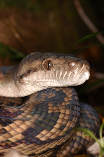 Australian Scrub Python sighting