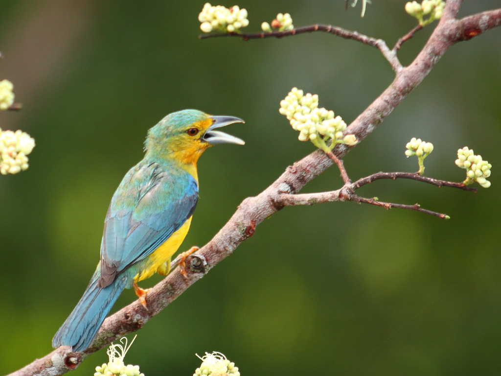 Blue-backed Tanager photo
