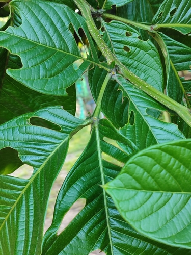 Inga spectabilis - Whole tree