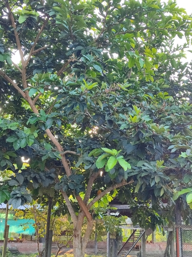 Inga spectabilis - Leaves