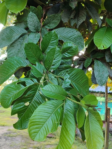 Inga spectabilis - Whole tree