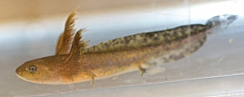 Jefferson Salamander