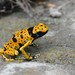Yellow-headed Poison Dart Frog - Photo (c) Ingrid Macedo, all rights reserved, uploaded by Ingrid Macedo