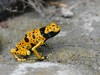 Yellow-headed Poison Dart Frog - Photo (c) Ingrid Macedo, all rights reserved, uploaded by Ingrid Macedo