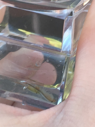 iNaturalist observation photo of Fairy Shrimps