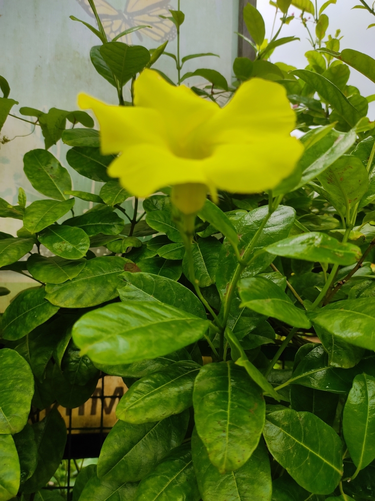 Hammock Viper'stail from 6V7G+39M Balasaheb Thakre Garden, Evershine Phase 3, Evershine