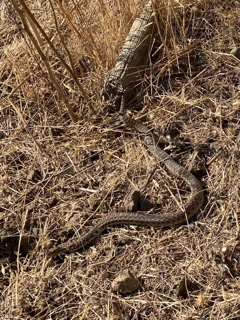 Pacific Gopher Snake from Marin County, US-CA, US on August 26, 2023 at ...