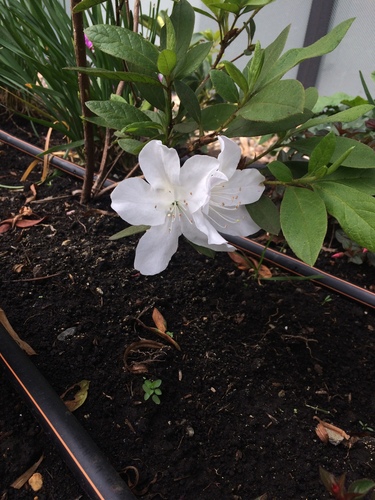 Rhododendron image