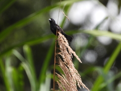 Sporophila corvina image