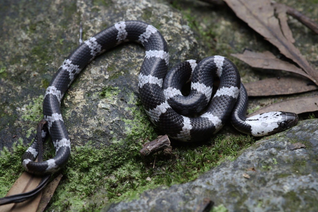 Futsing Wolf Snake from 香港大帽山 on August 26, 2023 by Yifei Huang ...