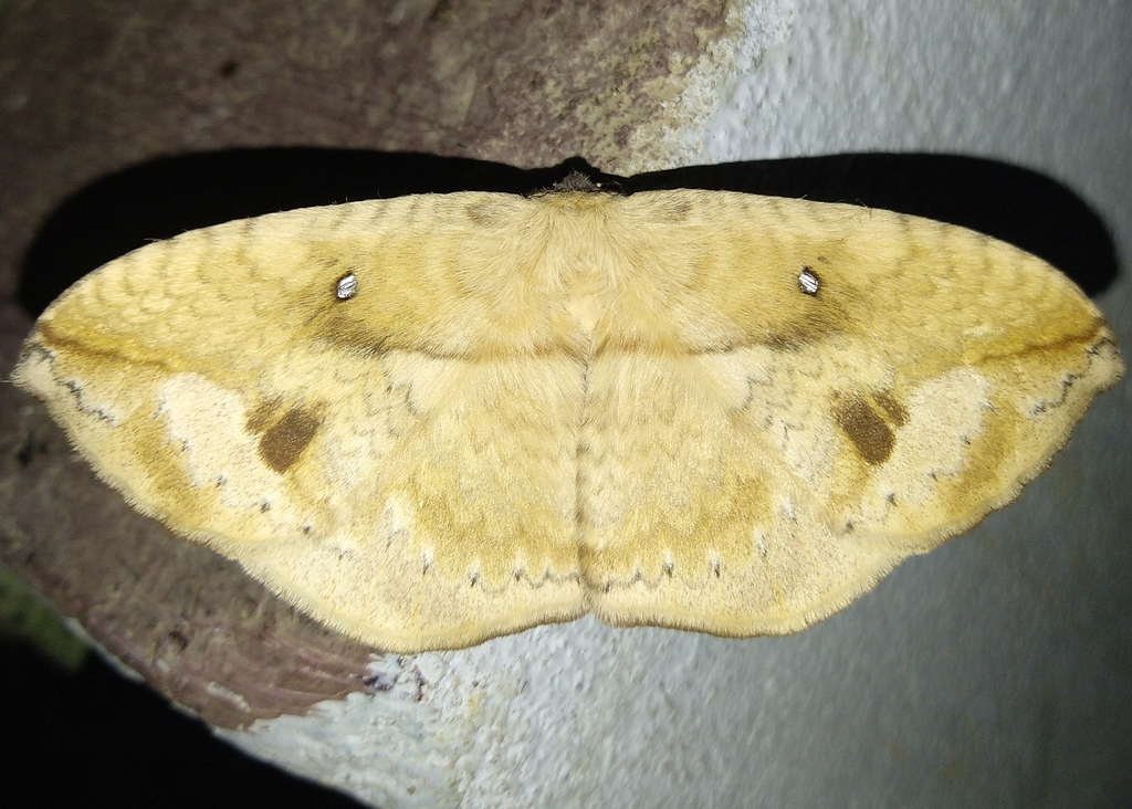 Monkey Moths from 9JV5+P7Q, Digboi, Assam 786171, India on August 16 ...