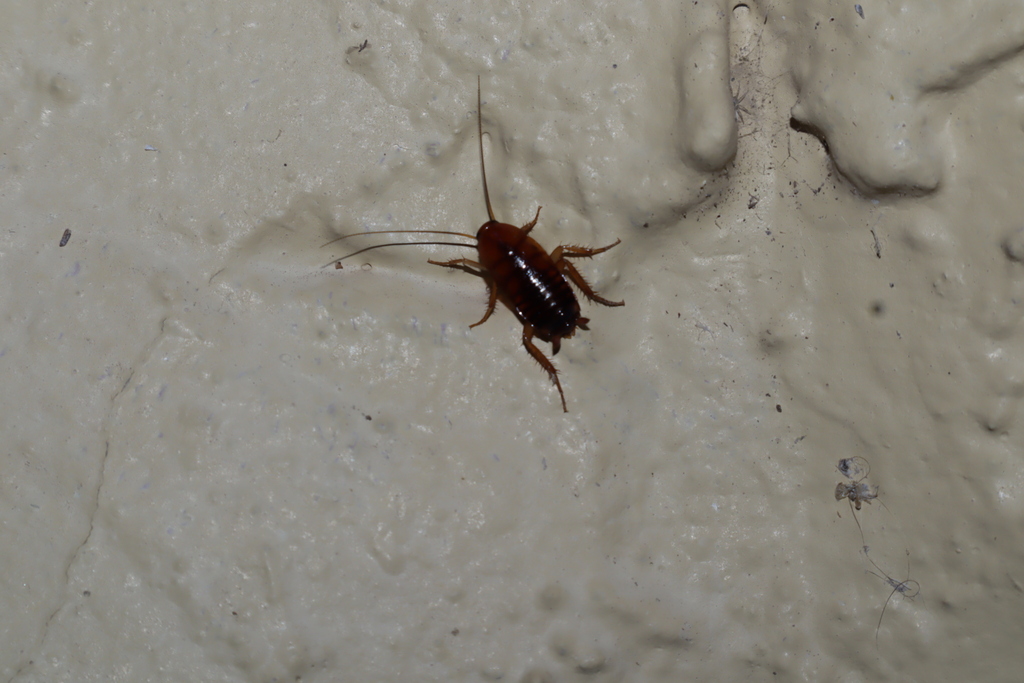 Turkestan Cockroach from Hidalgo County, NM, USA on August 26, 2023 at ...
