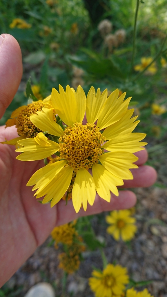 sunflowers, daisies, asters, and allies from Mitchell QLD 4465