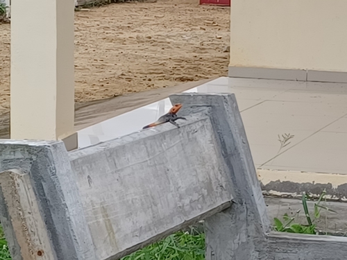 Peters's Rock Agama