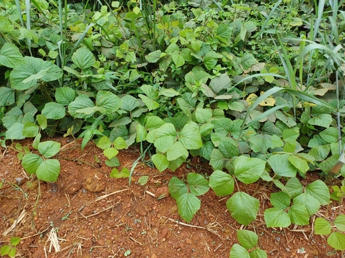 tropical kudzu
