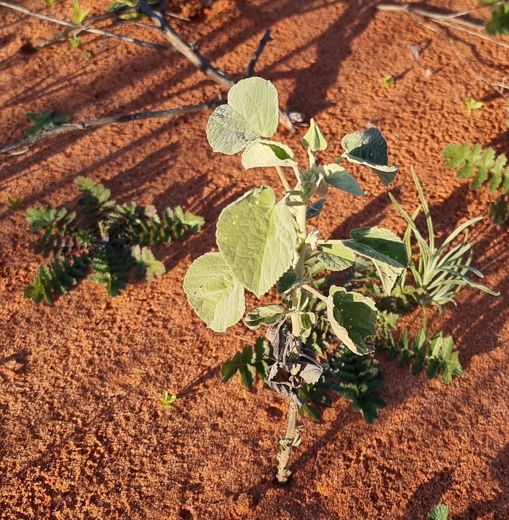 Abutilon otocarpum from Lindon SA 5731, Australia on August 10, 2023 at ...