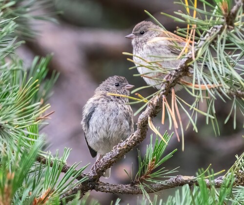 iNaturalist observation photo of Dark-eyed Junco