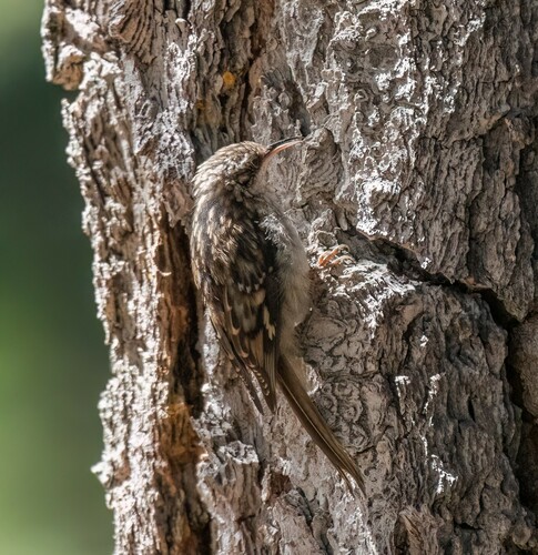 iNaturalist observation photo of Brown Creeper