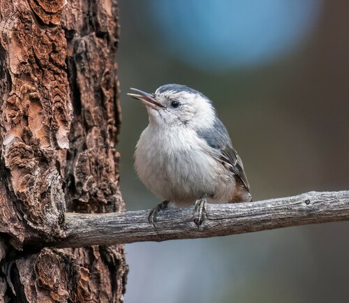 iNaturalist observation photo of White-breasted Nuthatch