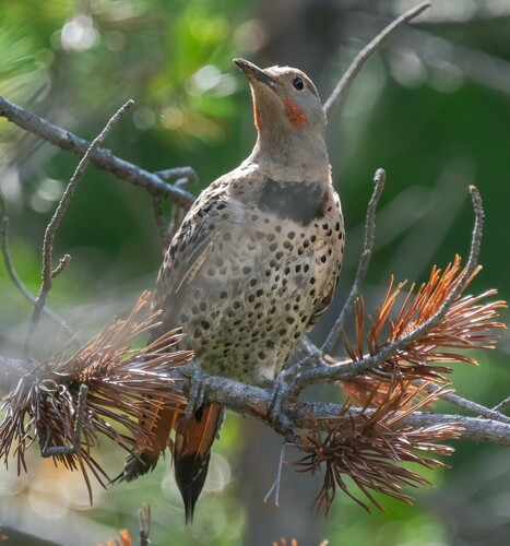 iNaturalist observation photo of Northern Flicker