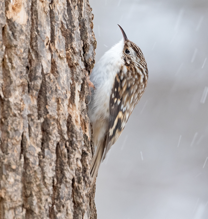 Brown Treecreeper photo