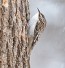 Treecreepers - Photo (c) Cynthia Crawford, all rights reserved, uploaded by Cynthia Crawford