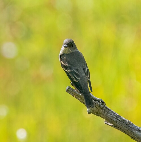 iNaturalist observation photo of Pewees