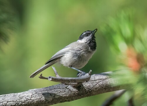 iNaturalist observation photo of Mountain Chickadee