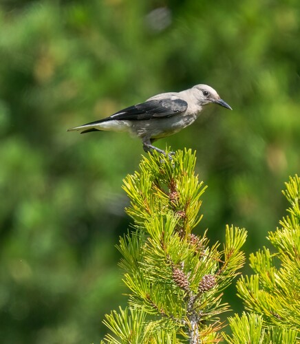 iNaturalist observation photo of Clark's Nutcracker