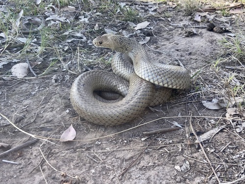Eastern Brown Snake sighting