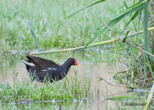 Eurasian Moorhen