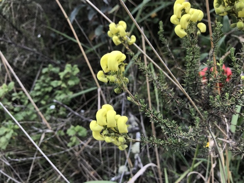 Calceolaria ericoides image