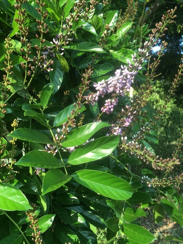 Lonchocarpus macrophyllus · iNaturalist