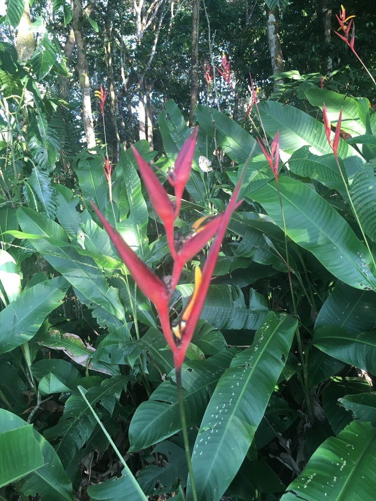 Heliconia osaensis