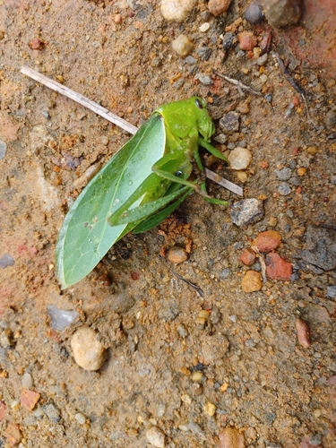 Azamia biplagiata