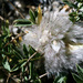 Astragalus pterocephalus - Photo (c) Dr. Alexey Yakovlev, all rights reserved, uploaded by Dr. Alexey Yakovlev