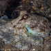 Southern Keeled Octopus - Photo (c) Deb Aston, all rights reserved, uploaded by Deb Aston