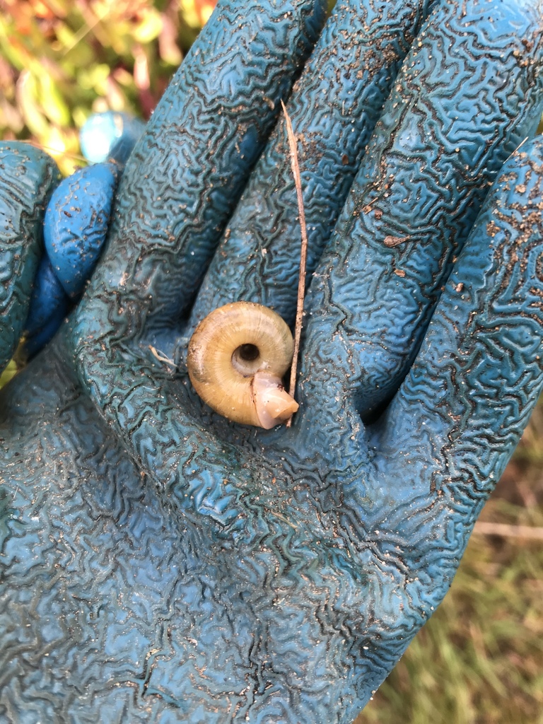 California Lancetooth Snail from Presidio of San Francisco, San ...