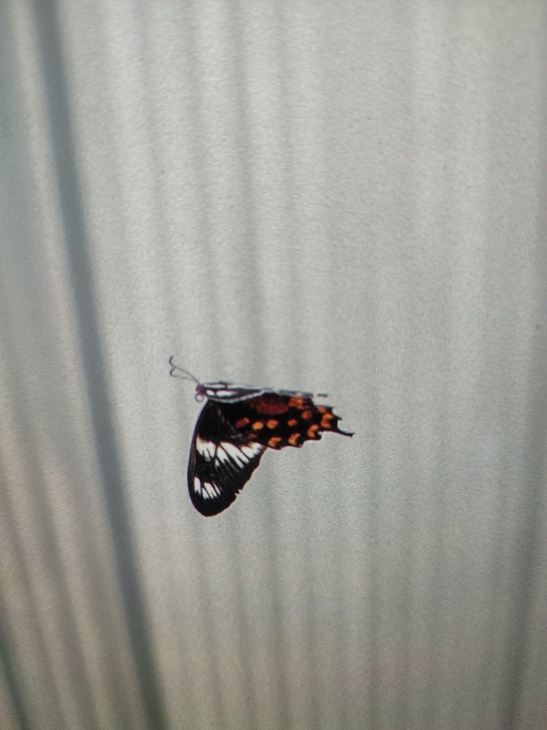 Crimson Rose from 1st Stage, Kumaraswamy Layout, Bengaluru, Karnataka
