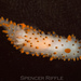 Rabbit Dorid - Photo (c) spencer_riffle, all rights reserved, uploaded by spencer_riffle