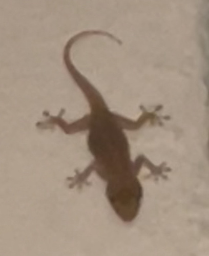 Tropical House Gecko
